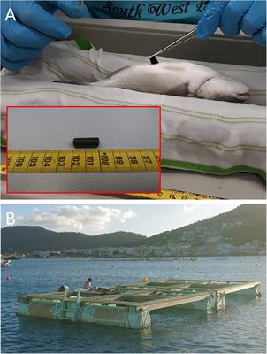 Accelerometry of Seabream in a Sea-Cage: Is Acceleration a Good Proxy for Activity?